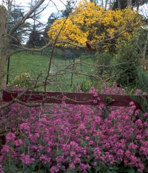 The tree in the background is a Wattle in flower. The tree in the background is a Wattle in flower.