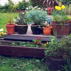 Assorted plants in these pots. Assorted plants in these pots.