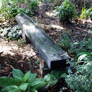 This area gets very dry, so the surrounding plants have to be tough. This area gets very dry, so the surrounding plants have to be tough.