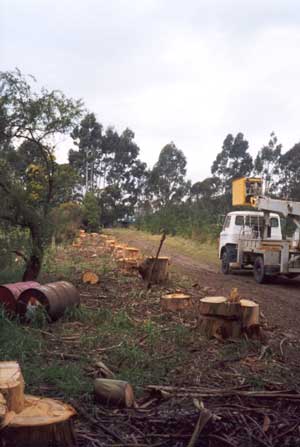 Now the gums are cut down my garden can expand even further. Now the gums are cut down my garden can expand even further.