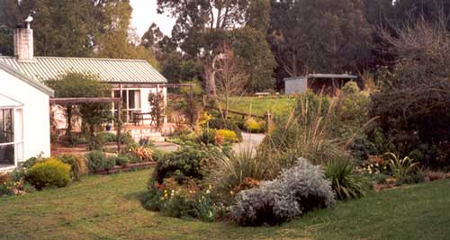 The golden yellow shrubs look good at this time of year. The golden yellow shrubs look good at this time of year.