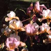 I'd like to get more irises. I'd like to get more irises.