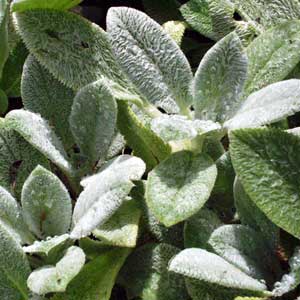 Stachys makes a good edging plant. Stachys makes a good edging plant.