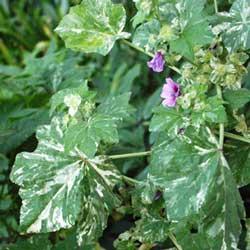There are beautiful variegations on these leaves. There are beautiful variegations on these leaves.