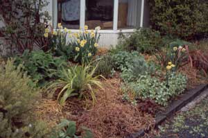The spikey plant is a silver Astelia. The spikey plant is a silver Astelia.