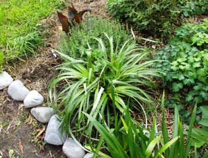 This plant gets bigger... and bigger... This plant gets bigger... and bigger...