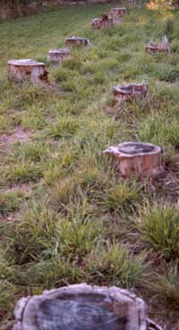 Tree stumps don't figure in my landscaping plans! Tree stumps don't figure in my landscaping plans!