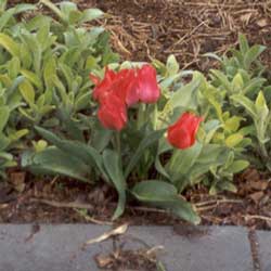 These are species tulips and look great with the Stachys Limelight. These are species tulips and look great with the Stachys Limelight.