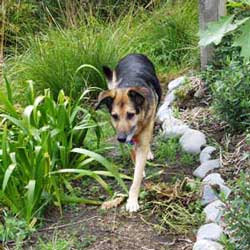 This was the very first Dog-Path. This was the very first Dog-Path.