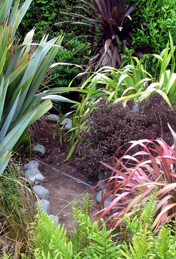Flax, Cordyline and Myrtle. Flax, Cordyline and Myrtle.