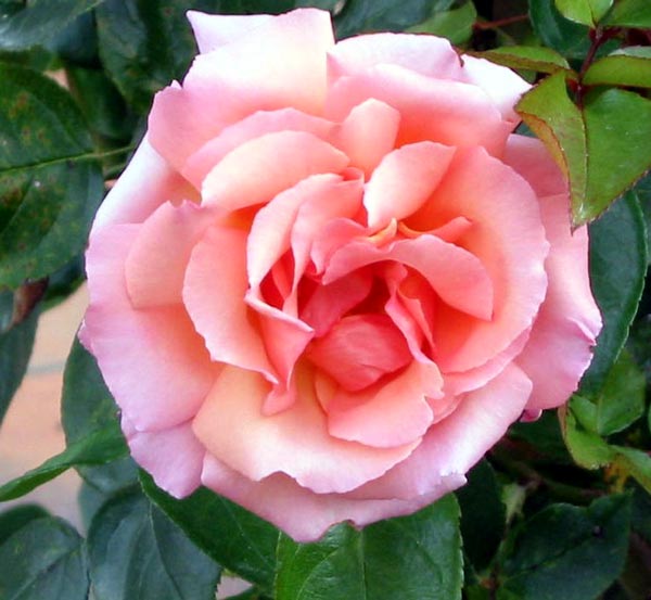 The Autumn blooms of this rose are the deepest shades of peachy-pink. The Autumn blooms of this rose are the deepest shades of peachy-pink.