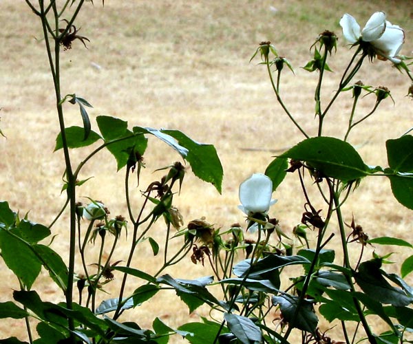 The dry grass of the Frisbee Lawn is in the background. The dry grass of the Frisbee Lawn is in the background.