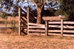 The front paddock stock yards at summer's peak - Hot and dry. The front paddock stock yards at summer's peak - Hot and dry.