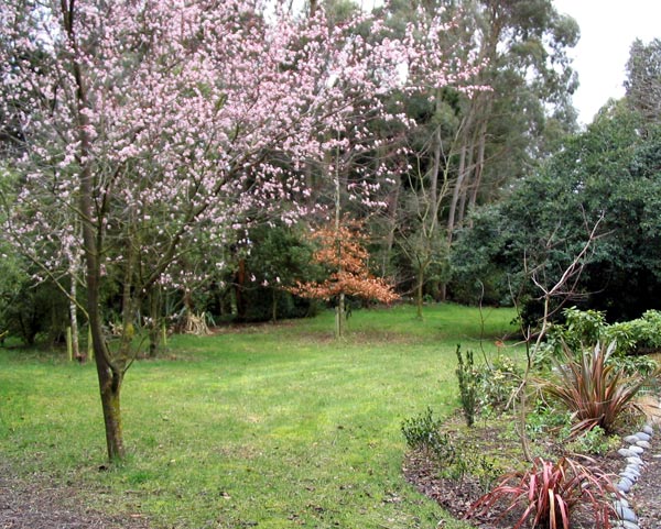 The Prunus tree in the driveway lawn. The Prunus tree in the driveway lawn.