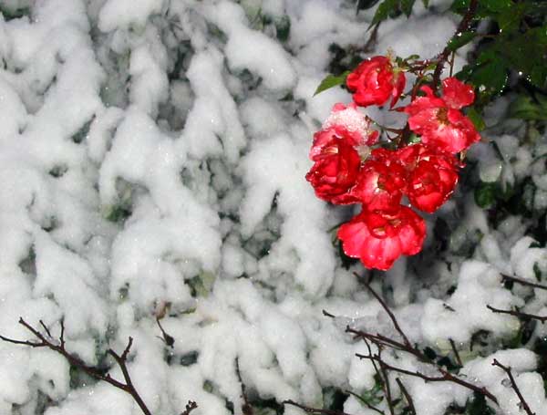 This red bush rose was bravely trying to flower mid-winter This red bush rose was bravely trying to flower mid-winter