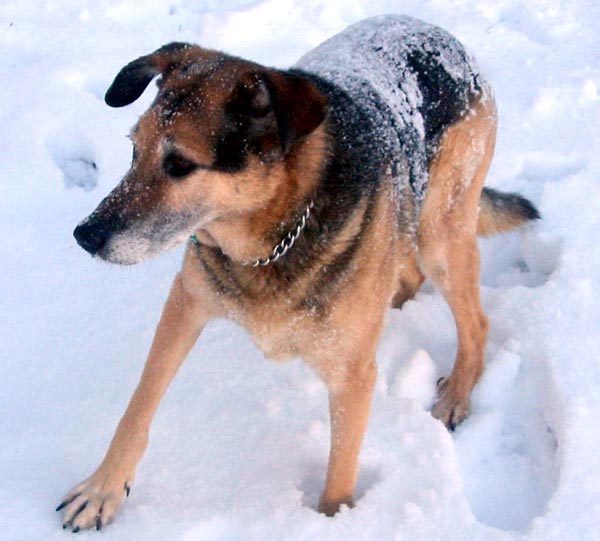 Taj-dog loved the feel of the snow on his back. Taj-dog loved the feel of the snow on his back.