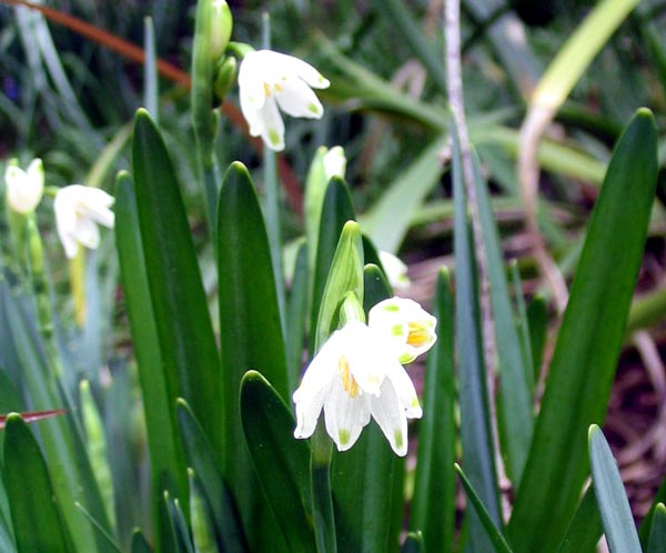 I can't remember the correct name for these bulbs. I can't remember the correct name for these bulbs.