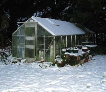 We were lucky that the Wattles didn't fall down on the glasshouse. It could have been sadly broken We were lucky that the Wattles didn't fall down on the glasshouse. It could have been sadly broken