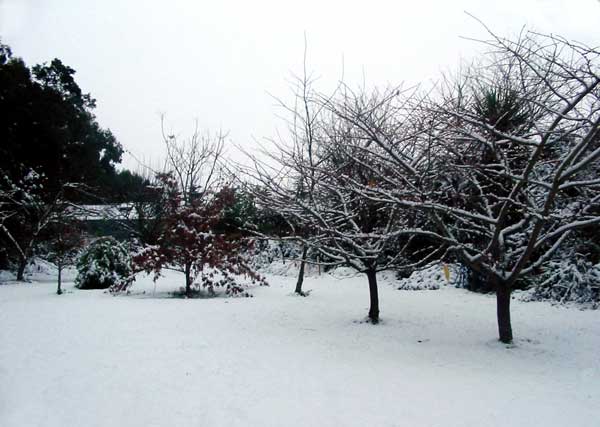 The cherry trees in the pond paddock make shapely silhouettes against the snow The cherry trees in the pond paddock make shapely silhouettes against the snow
