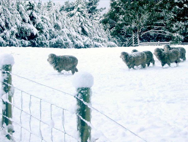 George the ex-pet lamb is always first to investigate. George the ex-pet lamb is always first to investigate.