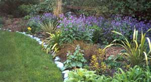Purple honesty in the back of the border. Purple honesty in the back of the border.