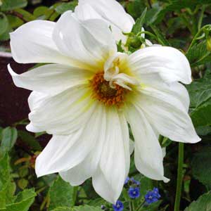 Big white dahlia. Big white dahlia.