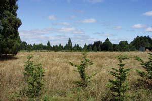 The back paddock in summer sun. A new shelter belt is growing in the foreground. The back paddock in summer sun. A new shelter belt is growing in the foreground.