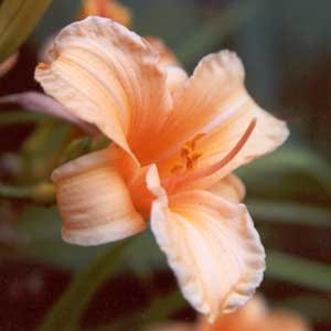 A peachy daylily. A peachy daylily.
