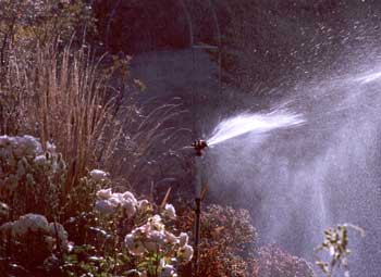 Sunny watering creates an ideal photo opportunity. Sunny watering creates an ideal photo opportunity.