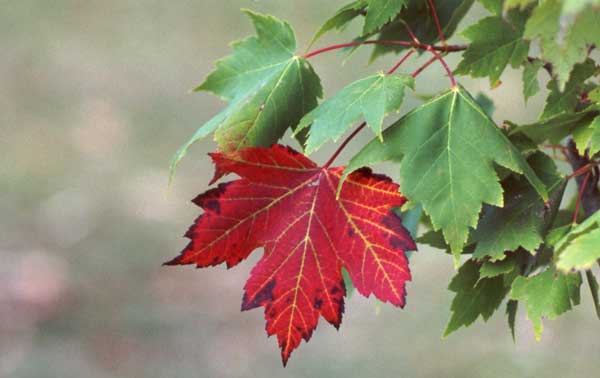 A bold maple leaf making an early autumnal statement. Most New Zealand native trees are evergreen. A bold maple leaf making an early autumnal statement. Most New Zealand native trees are evergreen.