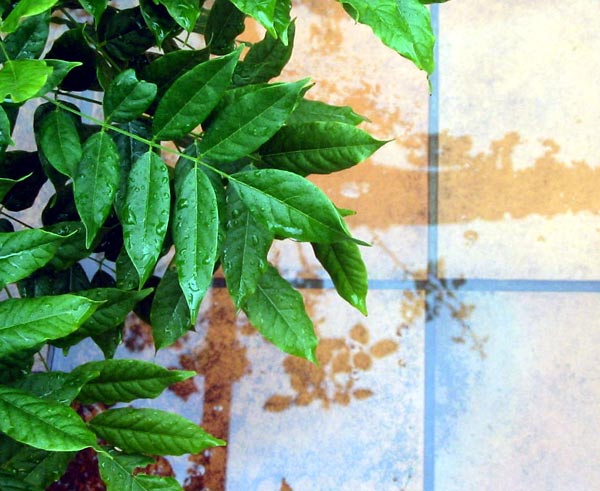 New Patio Wisteria. New Patio Wisteria.