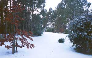 This particular winter the snow settled on the ground for 2 or 3 days, most unusual for West Melton in winter. This particular winter the snow settled on the ground for 2 or 3 days, most unusual for West Melton in winter.
