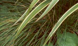 The tussocks and flaxes look beautiful all winter. The tussocks and flaxes look beautiful all winter.