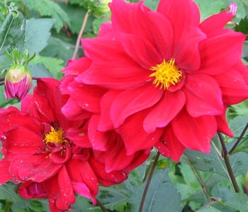 Not a prize-winning bloom... Not a prize-winning bloom...