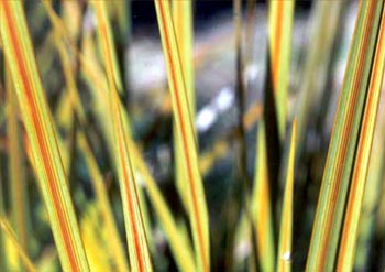 A much loved spikey New Zealand plant. A much loved spikey New Zealand plant.