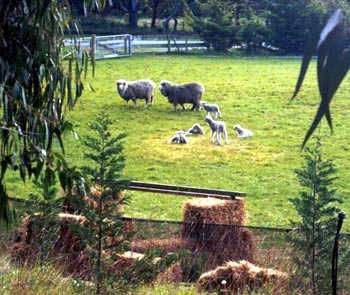 Ewes and Lambs. Ewes and Lambs.