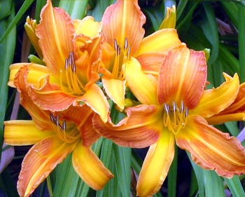 There are many specialist daylily nurseries. There are many specialist daylily nurseries.