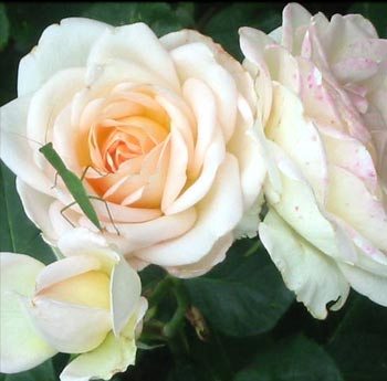 On a Nancy Steen rose. On a Nancy Steen rose.