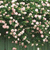  Daffodils 