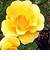  Daffodils 