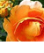  Daffodils 