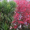 The Autumn of the Oak
