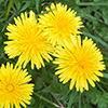 Watering the dandelions?
