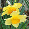 Spring thoughts 2020