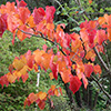 Early autumn