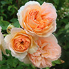 Rose Awards