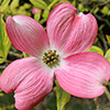 Dogwood (Cornus) Trees