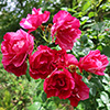 Be kind to the roses...