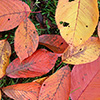 Autumn leaves