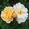 Dogs and Roses...